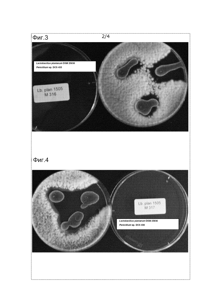 Штамм lactobacillus, обладающий ингибирующей активностью против дрожжей и плесневых грибов (варианты), и его применение (патент 2642306)