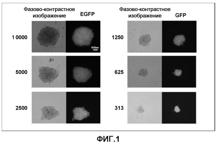 Способ конструирования массы миокардиальных клеток и применение массы миокардиальных клеток (патент 2467066)