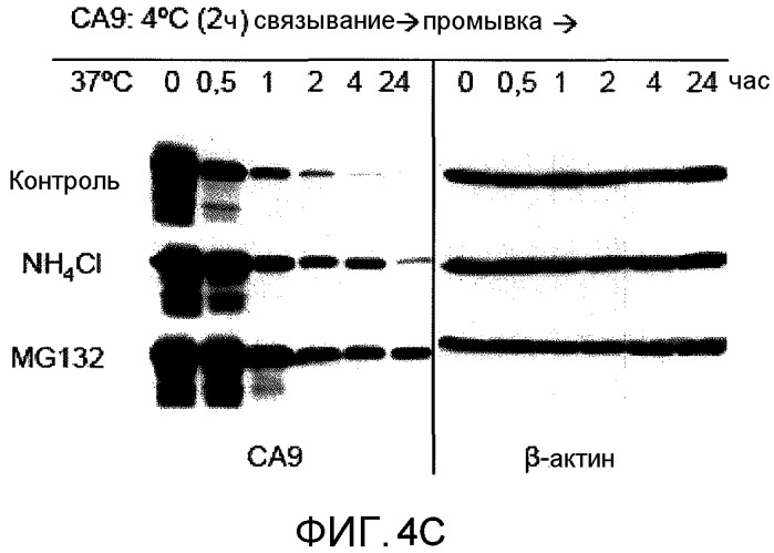 Композиции и способы применения белка са9 для стимуляции иммунного ответа (патент 2497543)