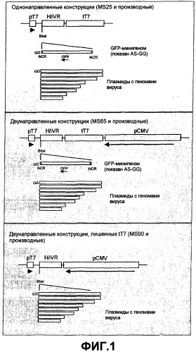 Способ продуцирования репликативной частицы вируса гриппа, композиция клеток (варианты), композиция клеточной культуры и ее применение (патент 2435855)