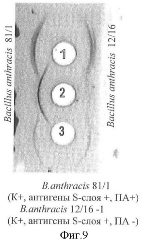 Способ идентификации bacillus anthracis с дифференциацией штаммов по продукции капсулы, протективного антигена и антигенов s-слоя (патент 2376385)