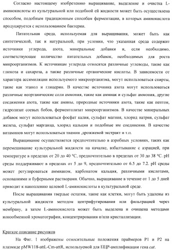 Способ получения l-треонина с использованием бактерии, принадлежащей к роду escherichia, в которой инактивирован ген yncd (патент 2396337)