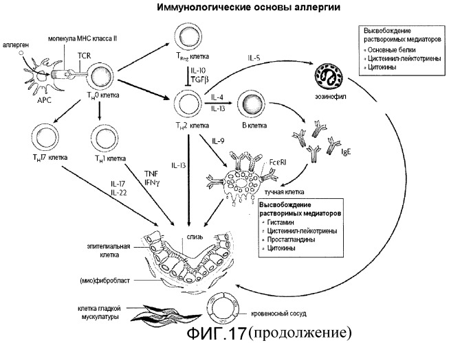 Способ диагностики аллергических реакций (патент 2536291)