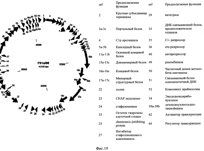 Бактериофаг, обладающий активностью против pseudomonas aeruginosa, белки бактериофага и способы их применения (патент 2580248)