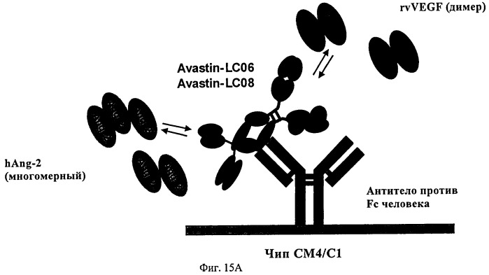Биспецифические анти-vegf/анти-ang-2 антитела (патент 2542382)