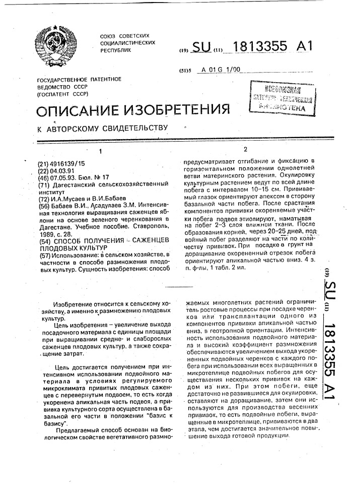 Способ получения саженцев плодовых культур (патент 1813355)