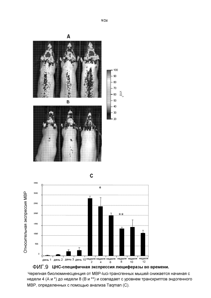 Животная модель, экспрессирующая люциферазу под контролем промотора основного белка миелина (mbp-luci), и применение модели для визуализации биолюминесценции in vivo (патент 2601128)