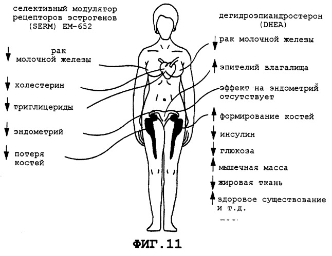 Модулятор рецептора. Селективные модуляторы эстрогеновых рецепторов. Селективные модуляторы рецепторов прогестерона. ГЗТ тестостероном для мужчин схема. Вывод эстрогенов из организма.