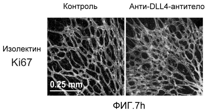 Антитела против dll4 и способы их применения (патент 2415869)