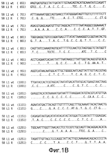 Оптимизированная экспрессия hpv 58 l1 в дрожжах (патент 2370538)