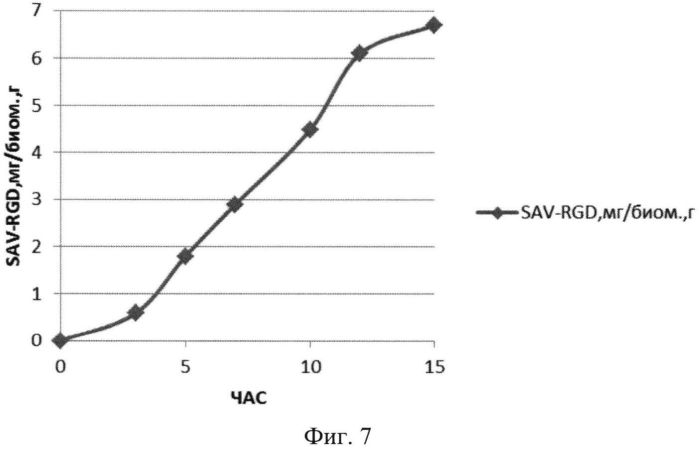 Способ получения рекомбинантного белка sav-rgd, специфически узнающего клетки меланомы (патент 2563540)