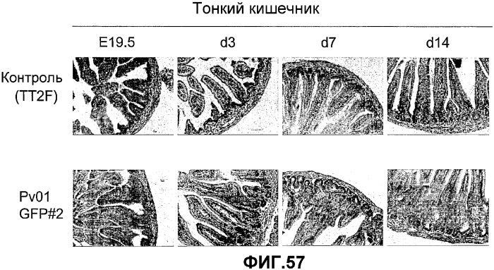 Желудочно-кишечный пролиферативный фактор и его применения (патент 2343158)