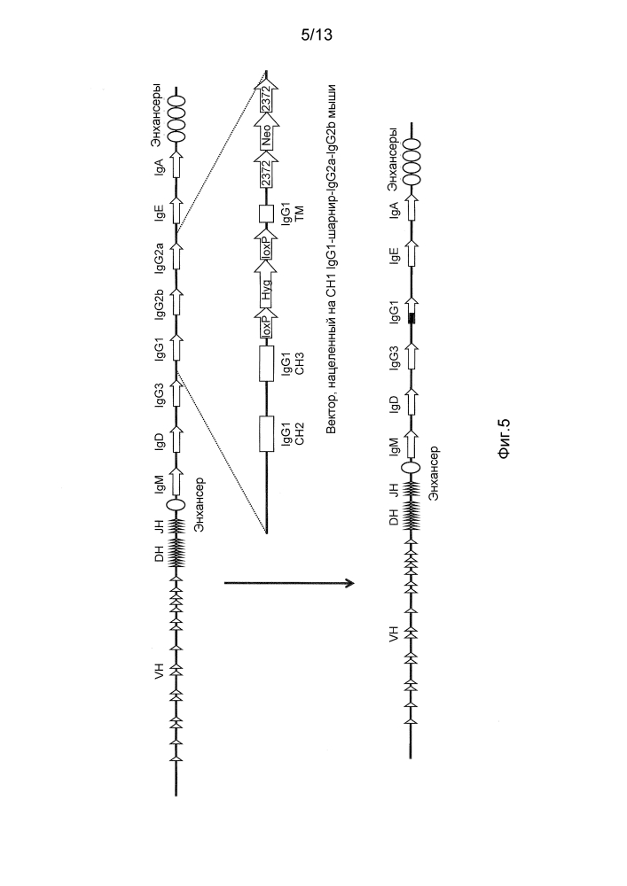 Мыши, которые производят антитела, имеющие только тяжелые цепи (патент 2603102)