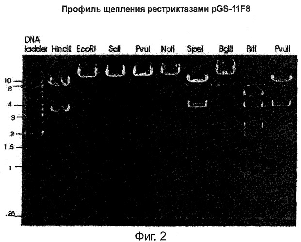 Человеческие антитела к рецептору эпидермального фактора роста (патент 2402569)