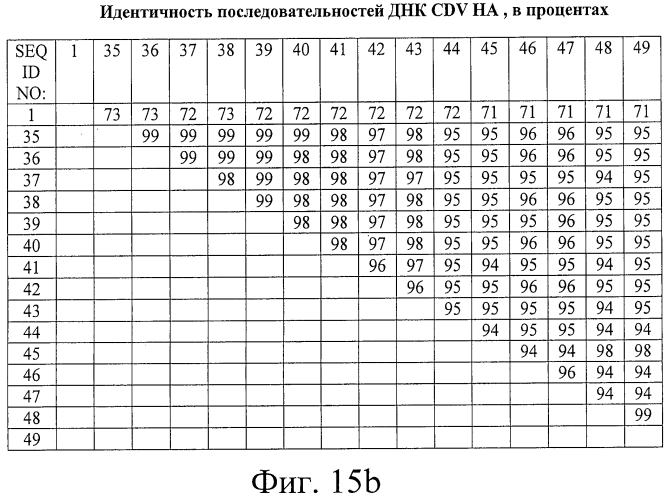 Композиции рекомбинантного cdv и ее применение (патент 2567337)