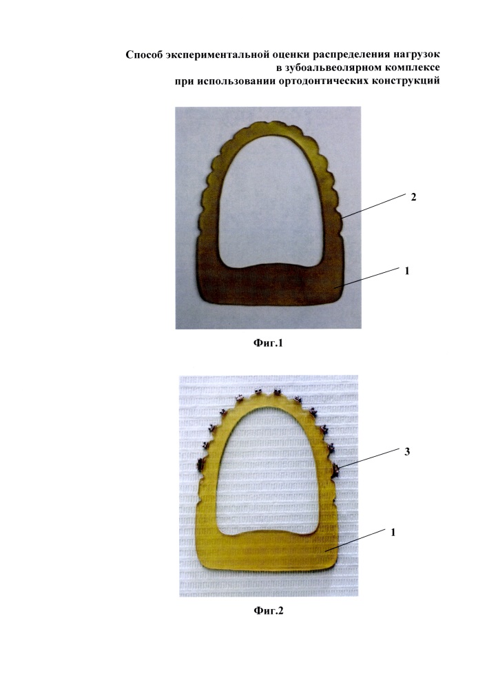 Способ экспериментальной оценки распределения нагрузок в зубоальвеолярном комплексе при использовании ортодонтических конструкций (патент 2618888)