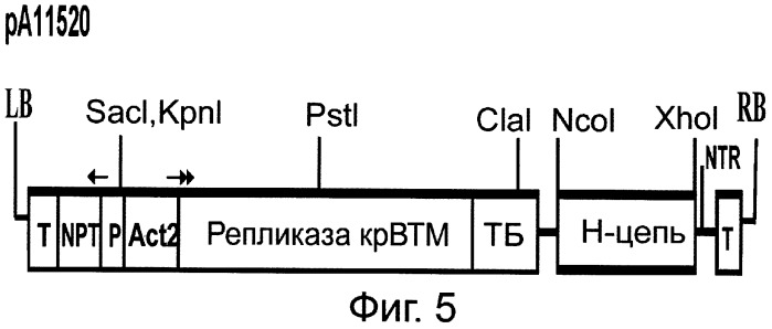 Способ суперпродукции в растении антител против онкогена her2/neu (патент 2370280)