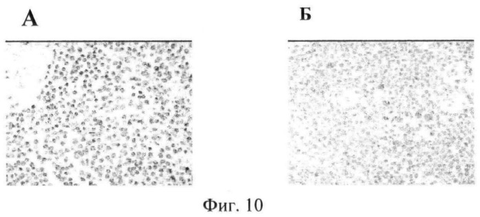 Химерные и гуманизированные антитела к cd44, которые опосредствуют цитотоксичность в отношении раковых клеток (патент 2487723)
