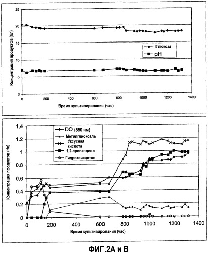 Бактерия escherichia coli для получения 1,2-пропандиола, способ ее получения, способ получения 1,2-пропандиола (патент 2407793)
