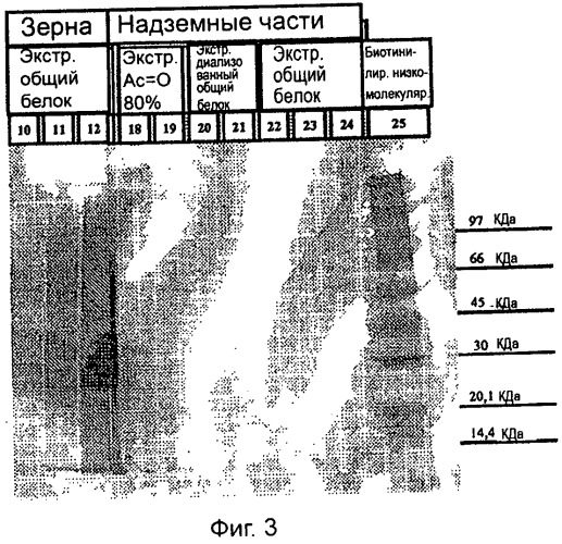 Гипоаллергенная дерматологическая композиция (патент 2526833)