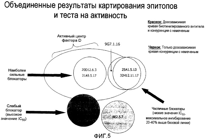 Профилактика и лечение патологических состояний глаз, вызванных комплементом (патент 2522976)