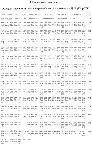 Рекомбинантная плазмида pd1spgbd, штамм escherichia coli - продуцент рекомбинантного белка d1-gbd, рекомбинантный белок d1-gbd и способ его получения, способ исследования связывания белка d1-gbd с антителами сывороток больных, способ получения специфических антител к белку d1-gbd (патент 2401302)