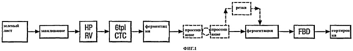 Производство черного чая (патент 2470519)