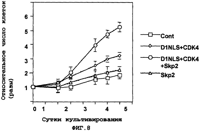 Способ пролиферации кардиомиоцитов (патент 2378375)