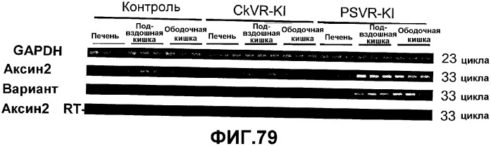 Желудочно-кишечный пролиферативный фактор и его применения (патент 2343158)