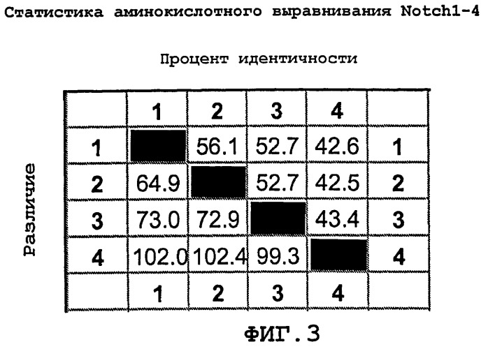 Агонистические антитела против notch3 и их применение для лечения notch3-ассоциированных заболеваний (патент 2461569)