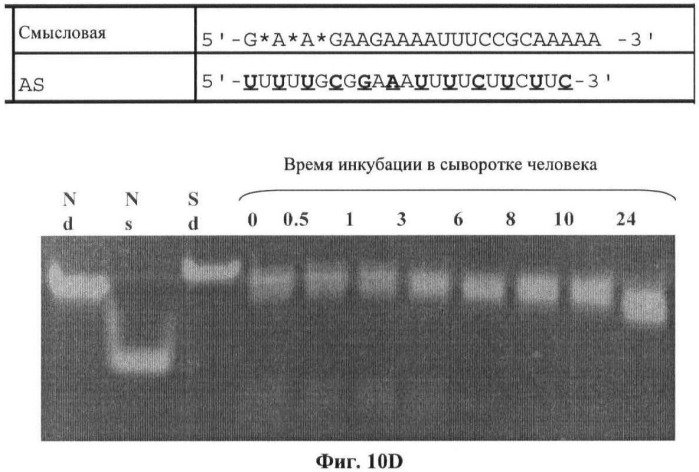 Новые структуры малых интерферирующих рнк (sirna) (патент 2487716)