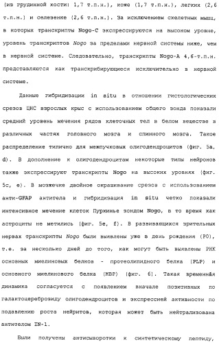 Поликлональное антитело против nogo, фармацевтическая композиция и применение антитела для изготовления лекарственного средства (патент 2432364)