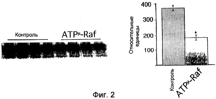 Способы и композиции, применимые для модуляции ангиогенеза с использованием протеинкиназы raf и ras (патент 2257911)