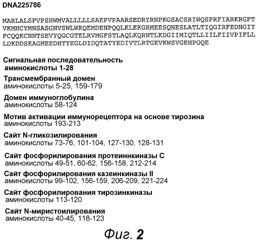 Анти-cd79b антитела и иммуноконъюгаты и способы их применения (патент 2553566)