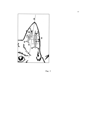 Способ пластики ушной раковины собак (патент 2576572)