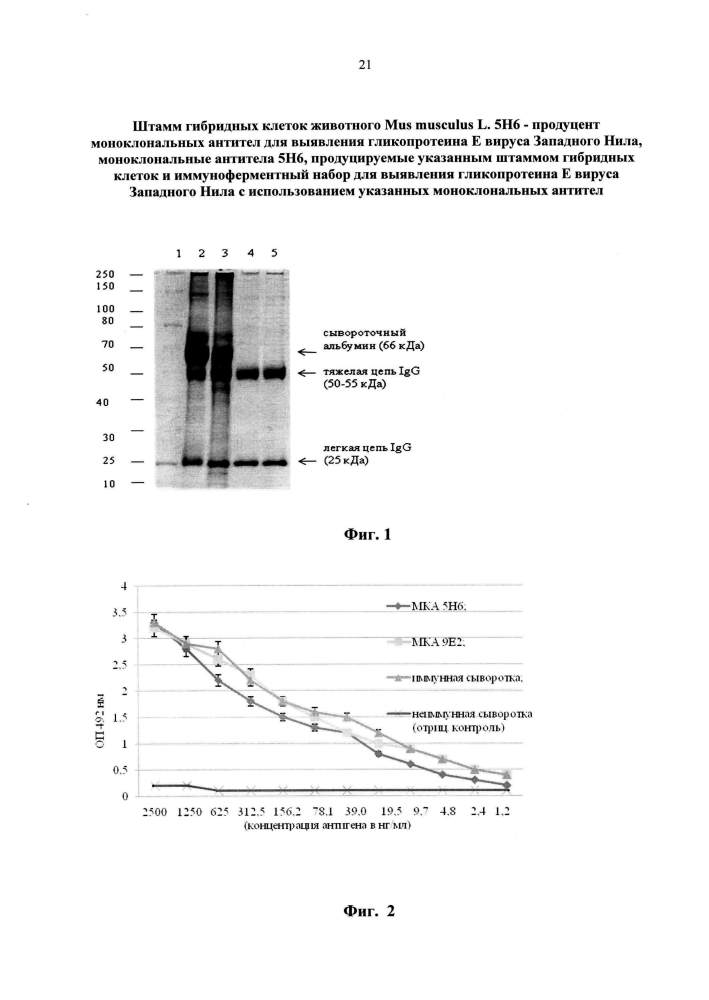 Штамм гибридных клеток животного mus musculus l. 5н6 - продуцент моноклональных антител для выявления гликопротеина е вируса западного нила, моноклональные антитела 5н6, продуцируемые указанным штаммом гибридных клеток, и иммуноферментный набор для выявления гликопротеина е вируса западного нила с использованием указанных моноклональных антител (патент 2595429)