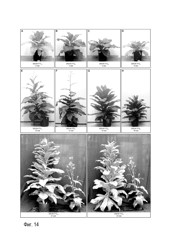 Последовательности нуклеиновых кислот и пептиды/белки семейства ft, обусловливающие свойства подавления цветения у трансформированных ими растений табака и трансгенных растений (патент 2644685)
