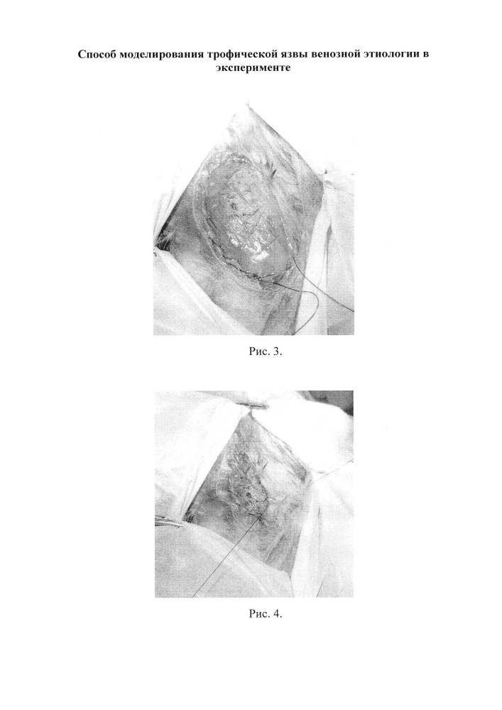Способ моделирования трофической язвы венозной этиологии в эксперименте (патент 2618653)