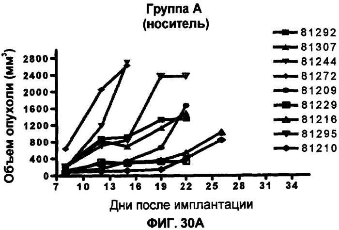 Моноклональные антитела человека к белку программируемой смерти 1 (pd-1) и способы лечения рака с использованием анти-pd-1-антител самостоятельно или в комбинации с другими иммунотерапевтическими средствами (патент 2406760)