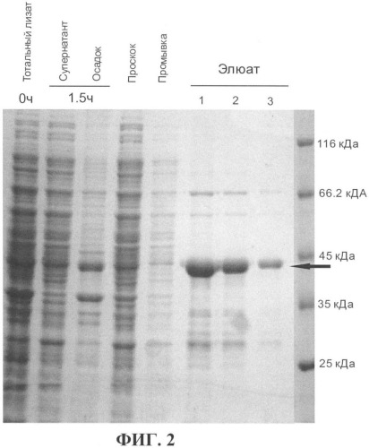 Штамм клеток escherichia coli bl21 (pvegf-a165), секретирующих рекомбинантный фактор роста эндотелия сосудов (vegf) (патент 2395568)