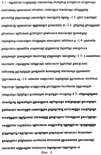 Слитый транскрипт реаранжированных генов scca1 и scca2, кодирующая его последовательность днк и экспрессирующая плазмида (варианты) (патент 2288269)