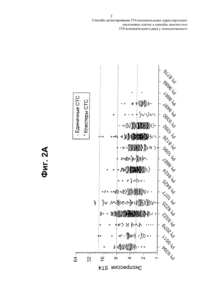 Способы детектирования 5т4-положительных циркулирующих опухолевых клеток и способы диагностики 5т4-положительного рака у млекопитающего (патент 2646498)