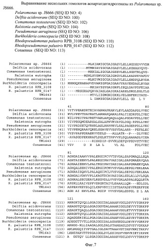 Бактерия семейства enterobacteriaceae - продуцент l-аспарагиновой кислоты или метаболитов, производных l-аспарагиновой кислоты, и способ получения l-аспарагиновой кислоты или метаблитов, производных l-аспарагиновой кислоты (патент 2472853)