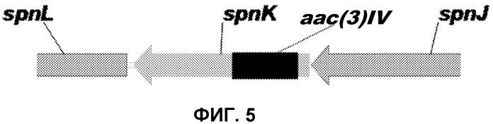 Штаммы spnk (патент 2580015)