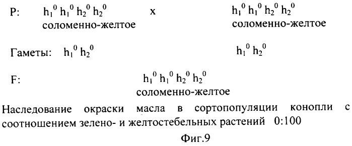 Способ определения генетической структуры популяции конопли (патент 2324337)