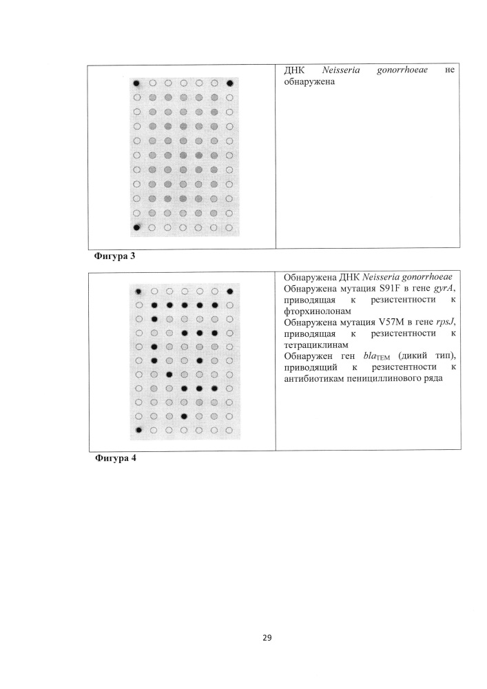 Олигонуклеотидный биочип для идентификации генетических детерминант резистентности neisseria gonorrhoeae к антимикробным препаратам, набор олигонуклеотидов, используемых для иммобилизации на биочипе (патент 2636457)