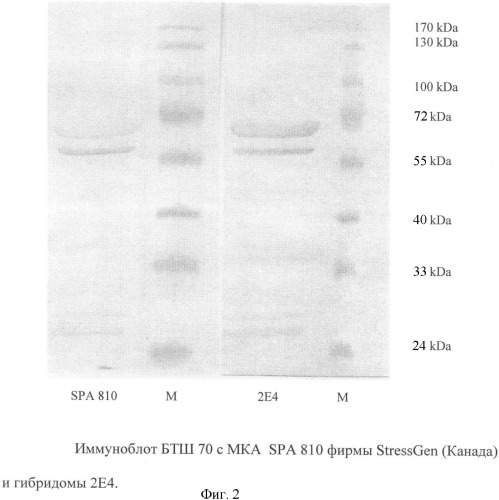 Штамм гибридных культивируемых клеток животных mus musculus 2e4 - продуцент моноклональных антител, специфичных к белку теплового шока 70 (патент 2381271)