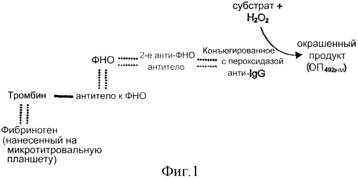 Конъюгат, связывающий фибрин/фибриноген (патент 2279890)