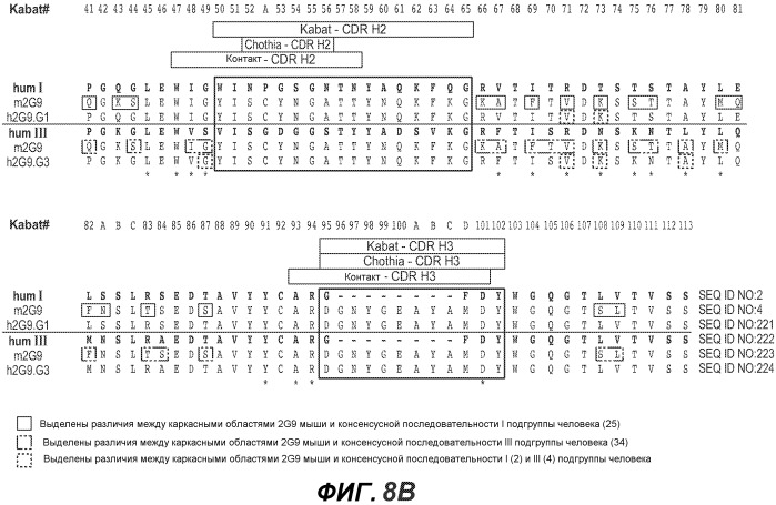 Антитела против bv8 и их применение (патент 2559542)