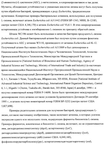 Способ получения l-аминокислот с использованием бактерии, принадлежащей к роду escherichia (патент 2312893)